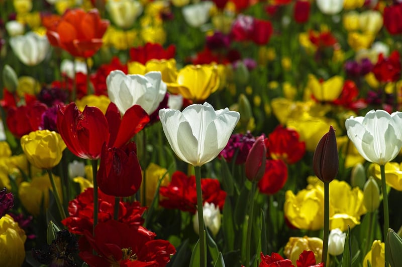 Colorful Garden