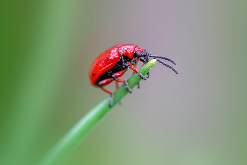 Organic Pest Control